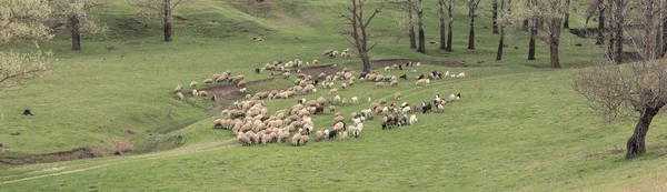 Sheep Goats Graze Green Grass Spring Panorama Toned — Stock Photo, Image