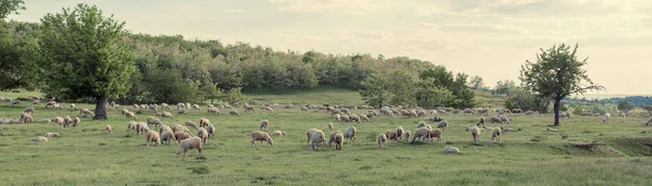 Ovelhas Cabras Pastam Grama Verde Primavera Panorama Tonificado — Fotografia de Stock