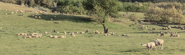 Sheep Goats Graze Green Grass Spring Panorama Toned — Stock Photo, Image