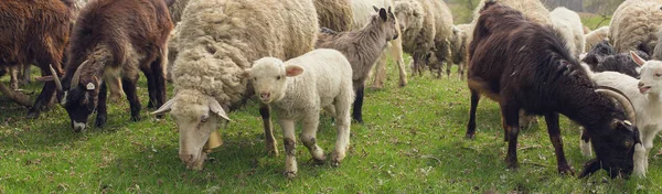 Les Moutons Les Chèvres Paissent Sur Herbe Verte Printemps Panorama — Photo