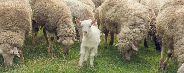 Ovejas Cabras Pastan Hierba Verde Primavera Panorama Tonificado — Foto de Stock