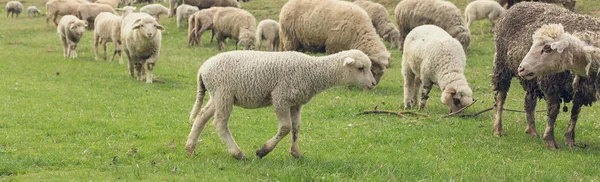 Les Moutons Les Chèvres Paissent Sur Herbe Verte Printemps Panorama — Photo