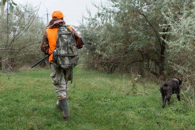 Elinde silah ve turuncu yelek olan bir adam bulutlu bir havada ormanlık alanda sülün avında. Avcı köpeklerle av peşinde.
