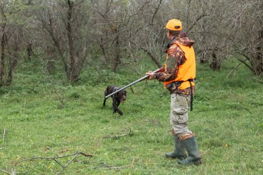 Elinde silah ve turuncu yelek olan bir adam bulutlu bir havada ormanlık alanda sülün avında. Avcı köpeklerle av peşinde.