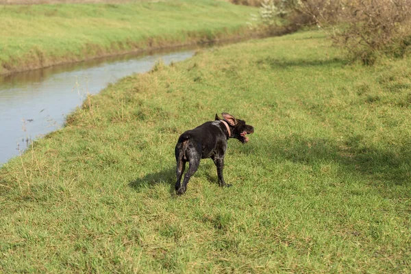 Alman Avcı Köpeği Drathaar Sonbaharın Arka Planında Bir Köpeğin Yakın — Stok fotoğraf