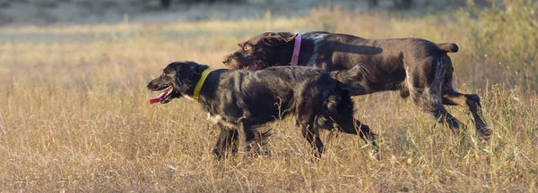 Perro Guardián Alemán Drathaar Retrato Cerca Perro Sobre Fondo Otoño —  Fotos de Stock