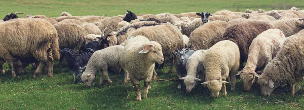 Πρόβατα Και Αίγες Βόσκουν Στο Πράσινο Γρασίδι Την Άνοιξη — Φωτογραφία Αρχείου