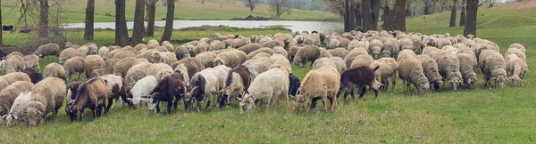 Wiosną Owce Kozy Pasą Się Zielonej Trawie — Zdjęcie stockowe