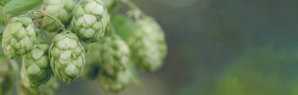 Cones Lúpulo Uma Cesta Para Fazer Cerveja Fresca Natural Conceito — Fotografia de Stock