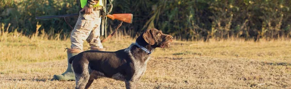 Мисливці Німецьким Дратхаром Спанієлем Полювання Голубів Собаками Дзеркальних Жилетах — стокове фото