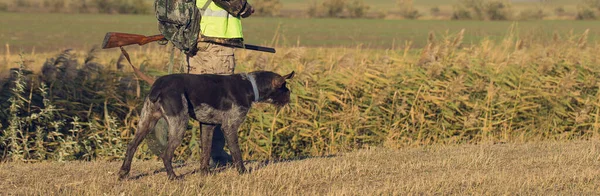 Cazadores Con Drathaar Alemán Spaniel Caza Palomas Con Perros Chalecos —  Fotos de Stock