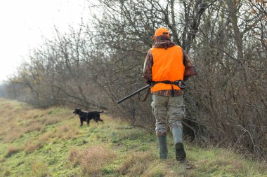 Elinde silah ve turuncu yelek olan bir adam bulutlu bir havada ormanlık alanda sülün avında. Avcı köpeklerle av peşinde.