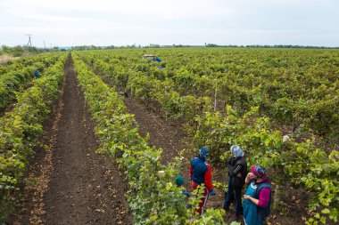 Tvarditsa, Moldova - 29. 09 numara. 2016: Şarap çiftliğinde çalışan kadınlar. Halk kostümüyle kırsal alanda çiftçi..