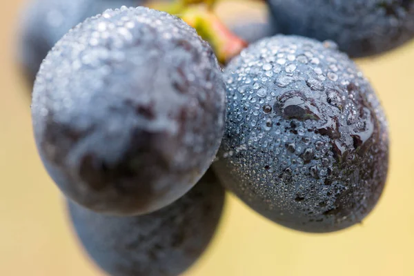 Bunch Grapes Droplets Water Autumn Harvesting Wine — Stock Photo, Image