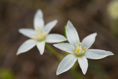 Ormandaki beyaz çuha çiçekleri ilkbaharda yakın plan makro..