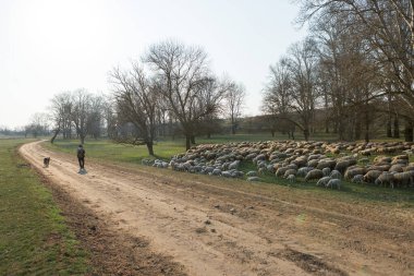 Koyunlar ve keçiler baharda yeşil çimlerde otlar.
