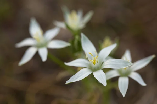 Waldweiße Primeln Blühen Frühling Nahaufnahme — Stockfoto