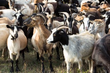 Koyunlar ve keçiler baharda yeşil çimlerde otlar.