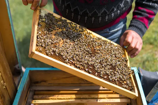 Farmer Bee Apiary Holds Frames Wax Honeycombs Planned Preparation Collection — Stock Photo, Image