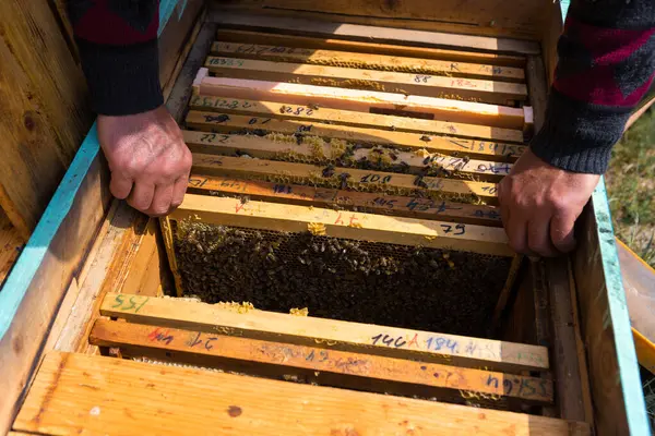 Farmer Bee Apiary Holds Frames Wax Honeycombs Planned Preparation Collection — Stock Photo, Image