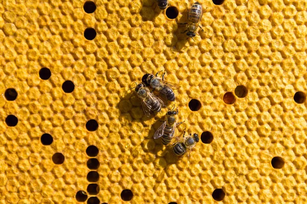 Closeup Frame Wax Honeycomb Honey Bees Them Apiary Workflow — Stock Photo, Image