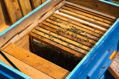 Balmumu bal peteği ve üzerinde arılar olan bir çerçeve. Apiary iş akışı.