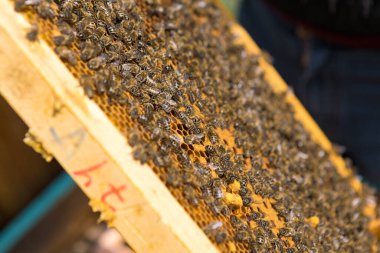 Balmumu bal peteği ve üzerinde arılar olan bir çerçeve. Apiary iş akışı.