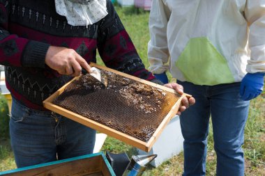 Arı kovanındaki bir çiftçi balmumu petekleriyle çerçeveleri tutar. Bal koleksiyonu için planlanmış hazırlık.