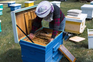 Arı kovanındaki bir çiftçi balmumu petekleriyle çerçeveleri tutar. Bal koleksiyonu için planlanmış hazırlık.