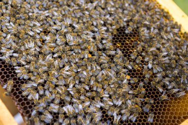 Balmumu bal peteği ve üzerinde arılar olan bir çerçeve. Apiary iş akışı.