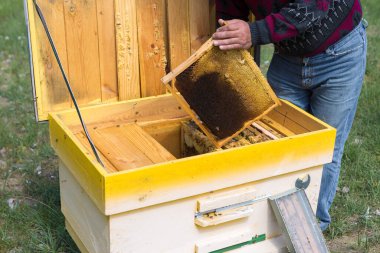 Arı kovanındaki bir çiftçi balmumu petekleriyle çerçeveleri tutar. Bal koleksiyonu için planlanmış hazırlık.