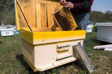 Arı kovanındaki bir çiftçi balmumu petekleriyle çerçeveleri tutar. Bal koleksiyonu için planlanmış hazırlık.