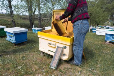 Arı kovanındaki bir çiftçi balmumu petekleriyle çerçeveleri tutar. Bal koleksiyonu için planlanmış hazırlık.