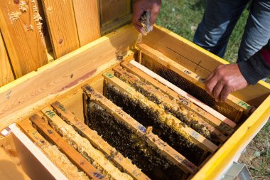 Arı kovanındaki bir çiftçi balmumu petekleriyle çerçeveleri tutar. Bal koleksiyonu için planlanmış hazırlık.