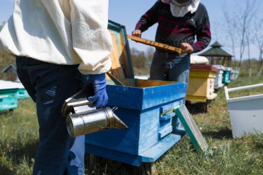 Arı kovanındaki bir çiftçi balmumu petekleriyle çerçeveleri tutar. Bal koleksiyonu için planlanmış hazırlık.