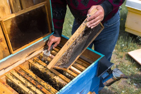 Farmář Včelíně Drží Rámy Voskovými Plásty Plánovaná Příprava Sběr Medu — Stock fotografie