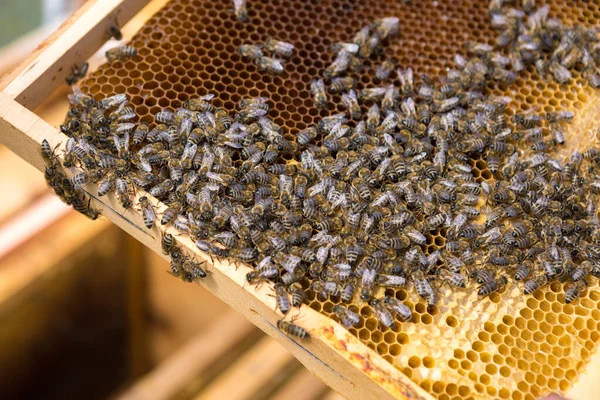 Zbliżenie Ramki Woskowym Plastrem Miodu Pszczołami Przepływ Pracy Apilarnej — Zdjęcie stockowe