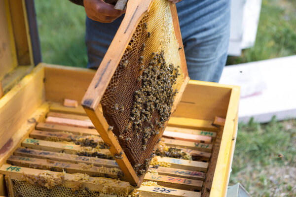 A farmer on a bee apiary holds frames with wax honeycombs. Planned preparation for the collection of honey.