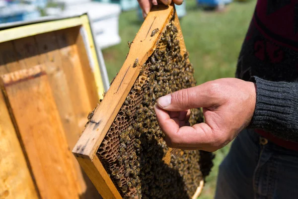 Contadino Ape Apiario Tiene Cornici Con Favi Cera Preparazione Prevista — Foto Stock