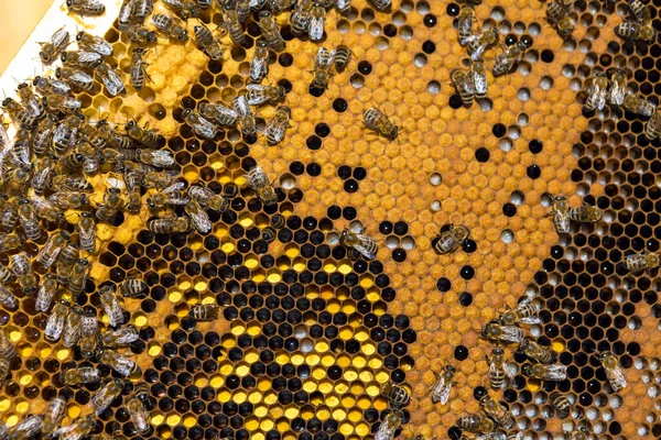 Closeup Frame Wax Honeycomb Honey Bees Them Apiary Workflow — Stock Photo, Image