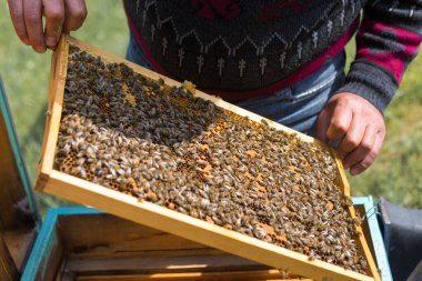 Arı kovanındaki bir çiftçi balmumu petekleriyle çerçeveleri tutar. Bal koleksiyonu için planlanmış hazırlık.