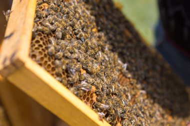 Balmumu bal peteği ve üzerinde arılar olan bir çerçeve. Apiary iş akışı.