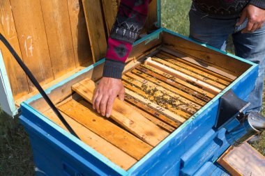 Arı kovanındaki bir çiftçi balmumu petekleriyle çerçeveleri tutar. Bal koleksiyonu için planlanmış hazırlık.