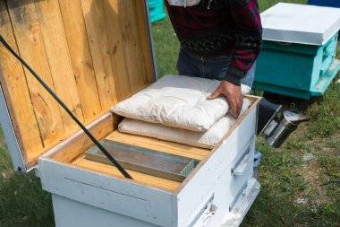 Bahçedeki özel bir arı kovanında bir sıra arı kovanı. Bal endüstrisi.