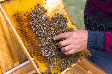 Arı kovanındaki bir çiftçi balmumu petekleriyle çerçeveleri tutar. Bal koleksiyonu için planlanmış hazırlık.