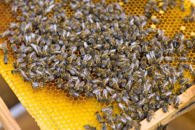 Balmumu bal peteği ve üzerinde arılar olan bir çerçeve. Apiary iş akışı.