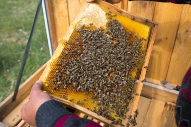 Arı kovanındaki bir çiftçi balmumu petekleriyle çerçeveleri tutar. Bal koleksiyonu için planlanmış hazırlık.