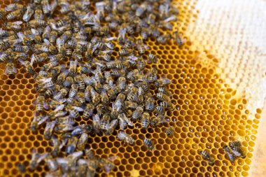 Balmumu bal peteği ve üzerinde arılar olan bir çerçeve. Apiary iş akışı.