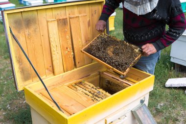 Arı kovanındaki bir çiftçi balmumu petekleriyle çerçeveleri tutar. Bal koleksiyonu için planlanmış hazırlık.