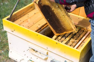 Arı kovanındaki bir çiftçi balmumu petekleriyle çerçeveleri tutar. Bal koleksiyonu için planlanmış hazırlık.